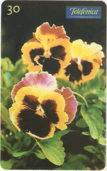 SP-0345M - Amor Perfeito Mesclado